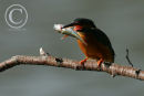 Kingfisher just after catching a small perch.